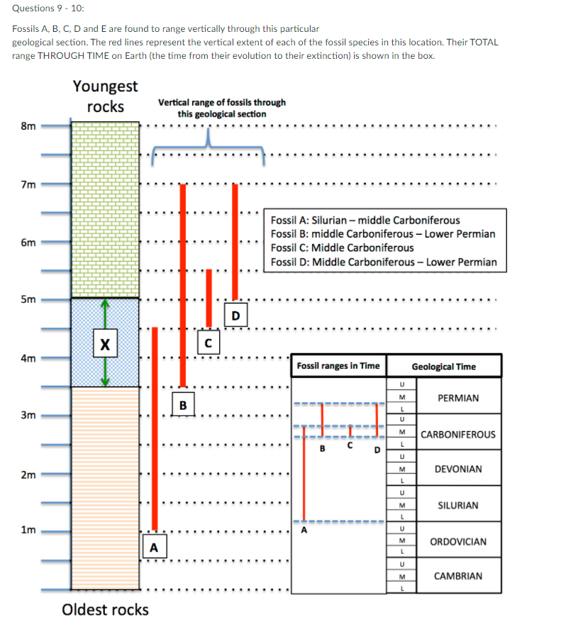 Solved Questions 9 - 10: Fossils A, B, C, D And E Are Found | Chegg.com