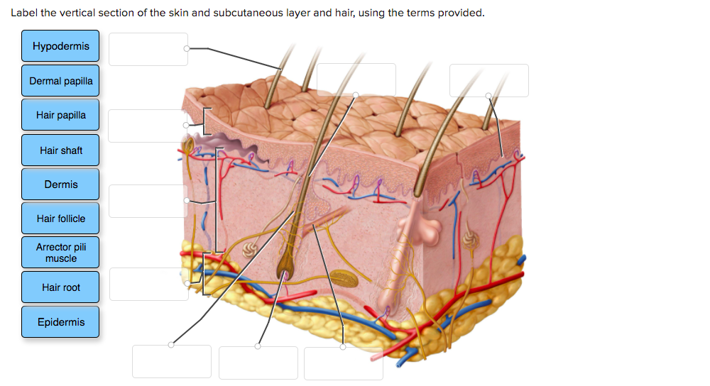 hypodermis layer