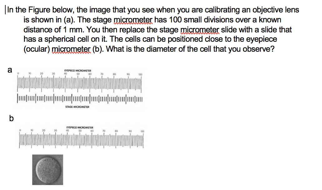 Solved In the Figure below, the image that you see when you | Chegg.com
