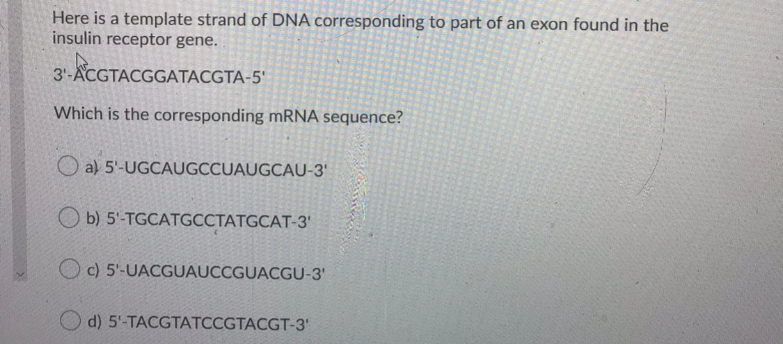 Solved Here is a template strand of DNA corresponding to | Chegg.com