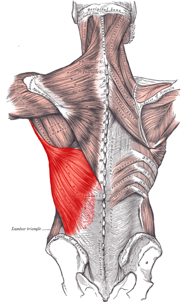 Muscles Flashcards Chegg Com