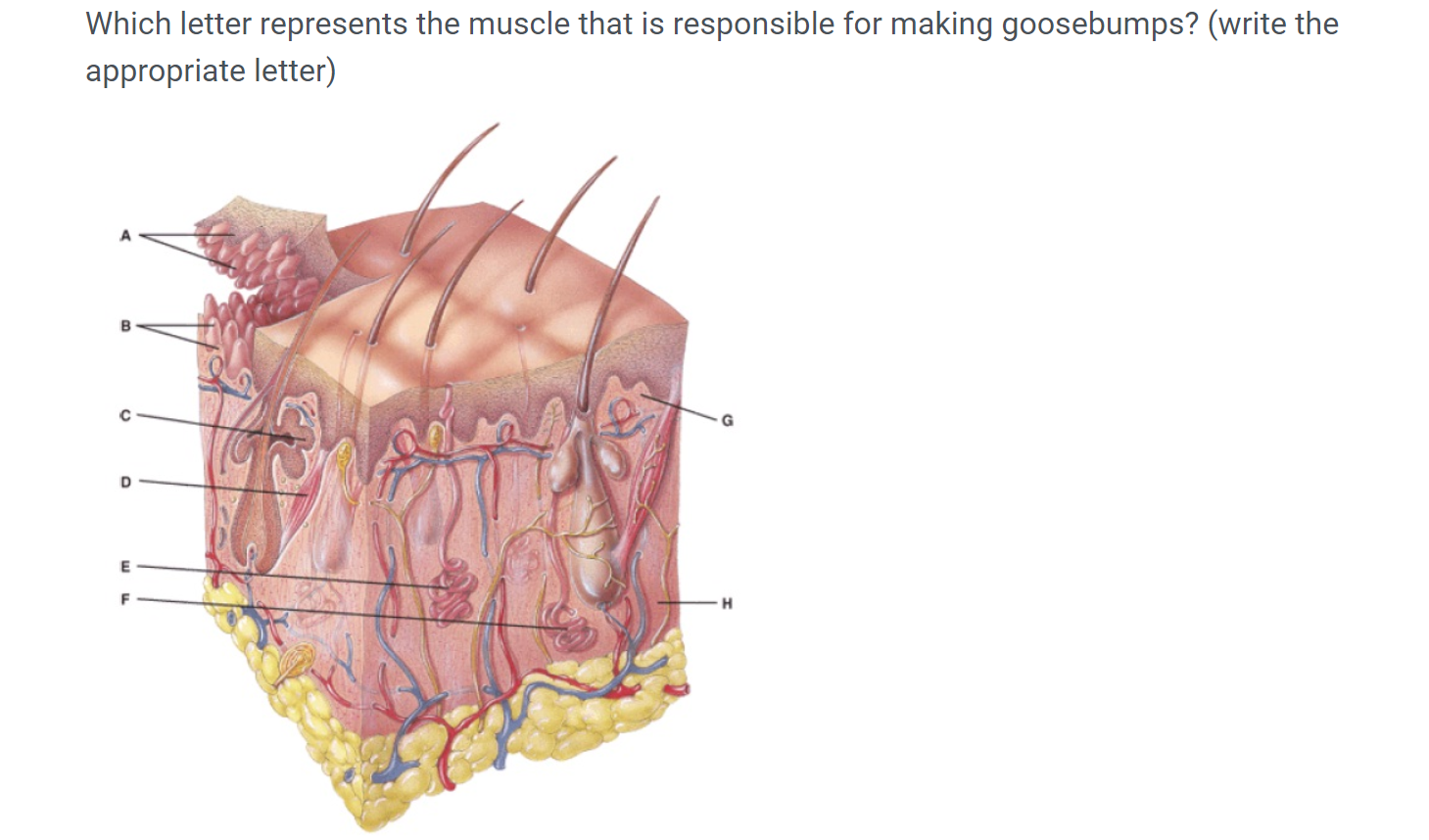 solved-which-letter-represents-the-muscle-that-is-chegg