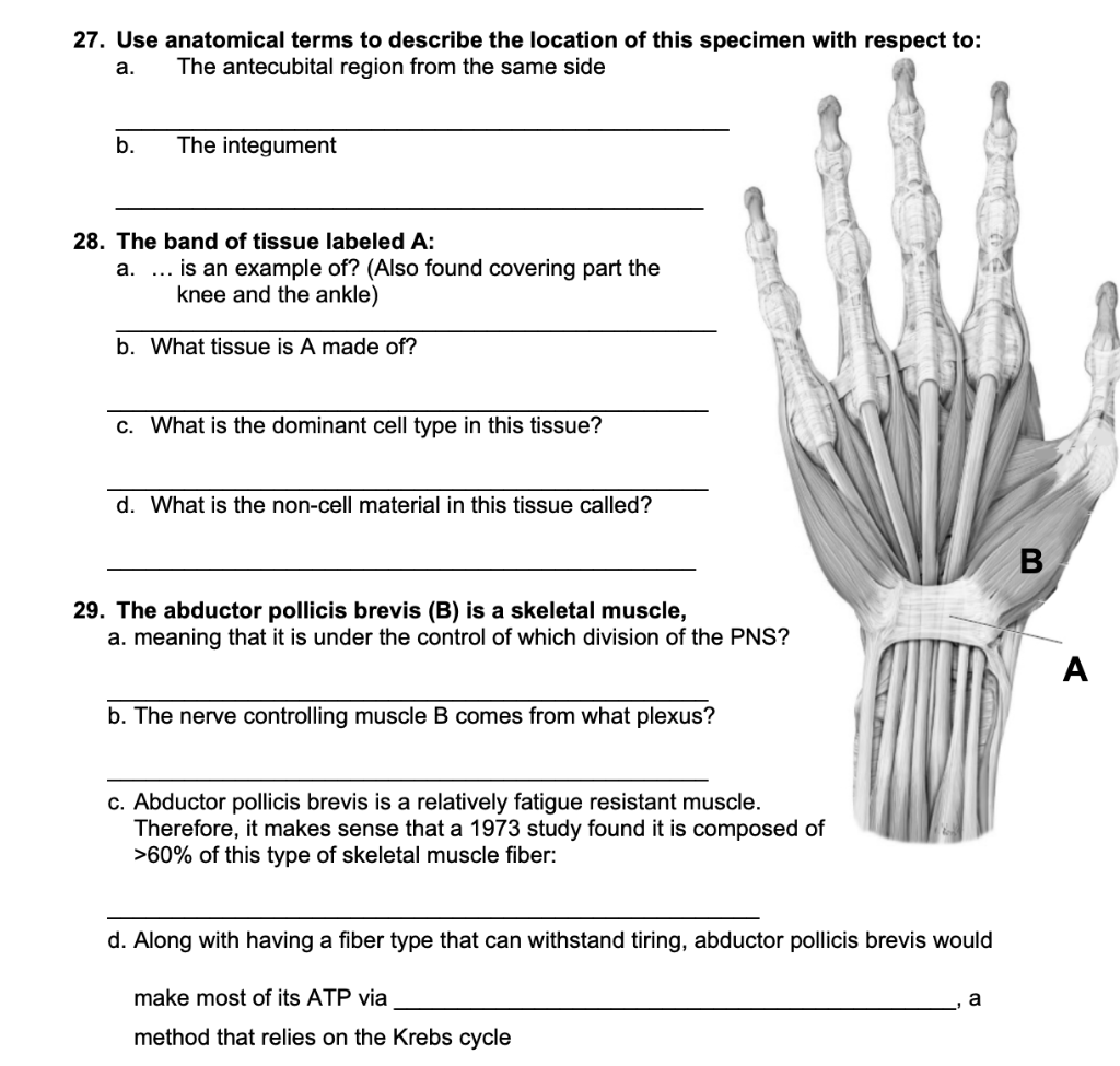Solved 27. Use anatomical terms to describe the location of Biology Diagrams