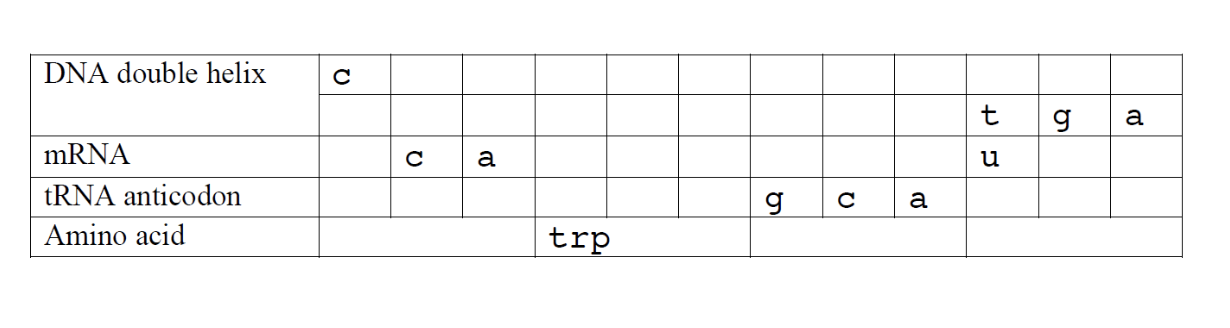 DNA double helix
mRNA
tRNA anticodon
Amino acid
?
?
a
trp
g
?
a
+5
t g a
?