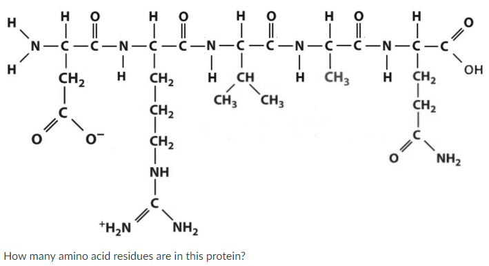 Solved And How many peptide bonds are there? Finally, | Chegg.com