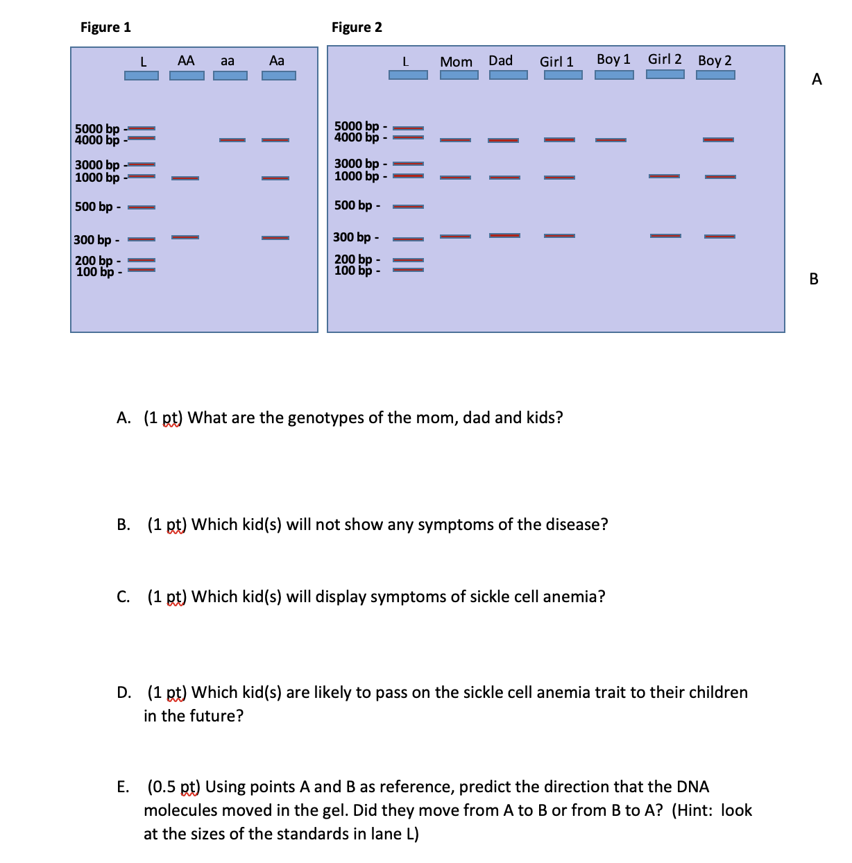 Solved DNA Gel Electrophoresis 5 Points 1. (0.5 pt) Explain | Chegg.com