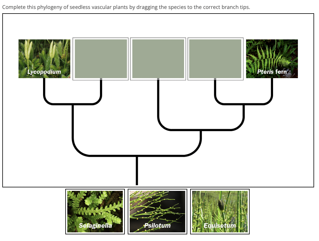 Complete this phylogeny of seedless vascular plants by dragging the species to the correct branch tips.