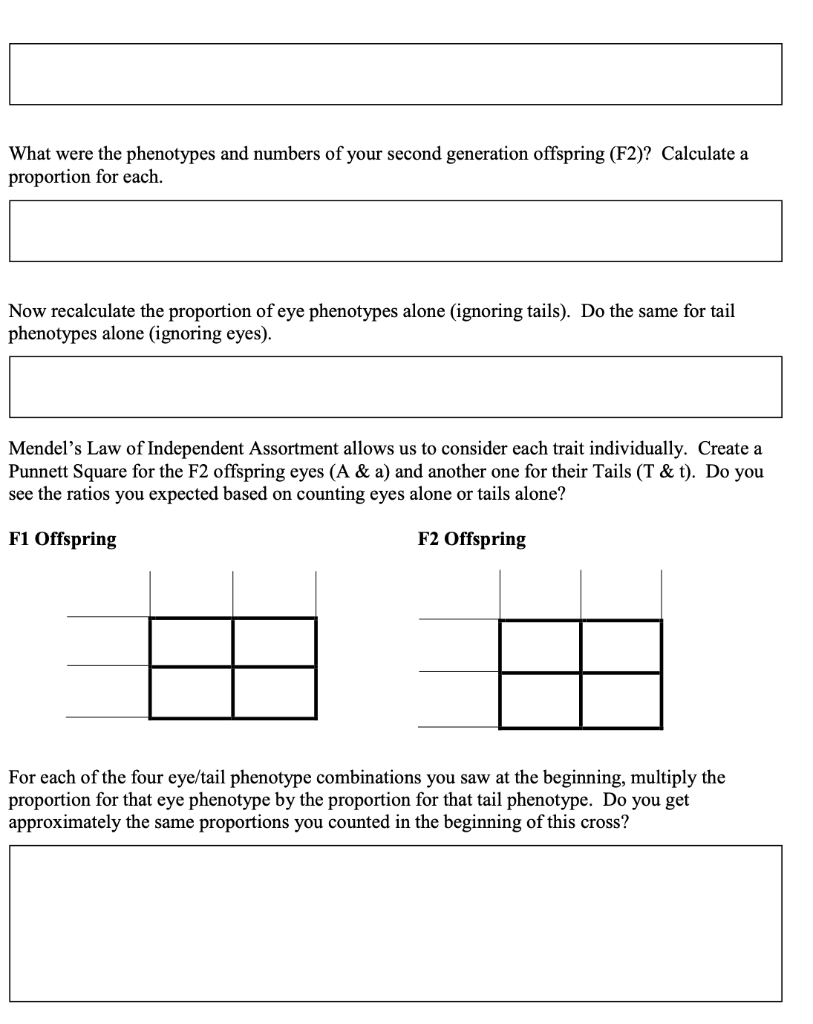 DNA & “Flugal” Worksheet DNA Isolation
