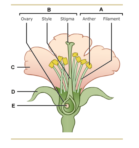 Solved 1 The Seed Bearing Plants Are The Gymnosperms And Chegg Com