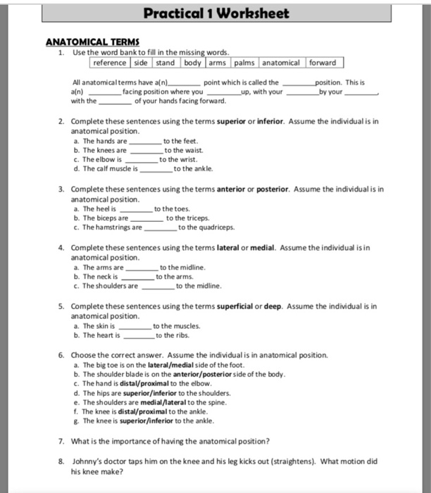  Anatomical Terms Worksheet Answers Free Download Goodimg co
