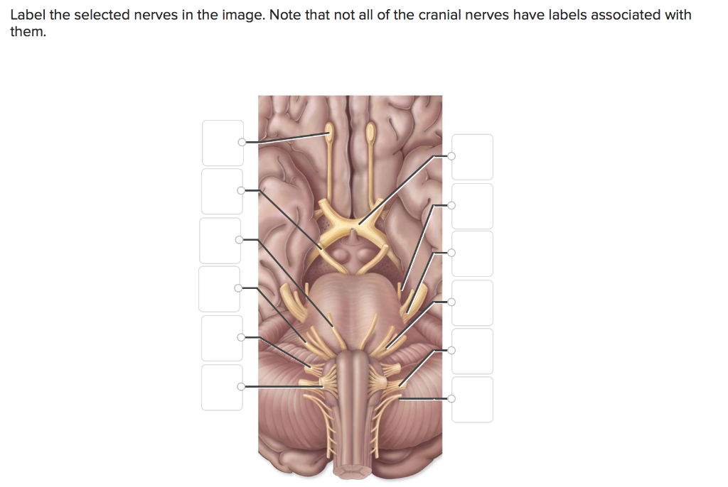 Solved Label The Selected Nerves In The Image. Note That Not 