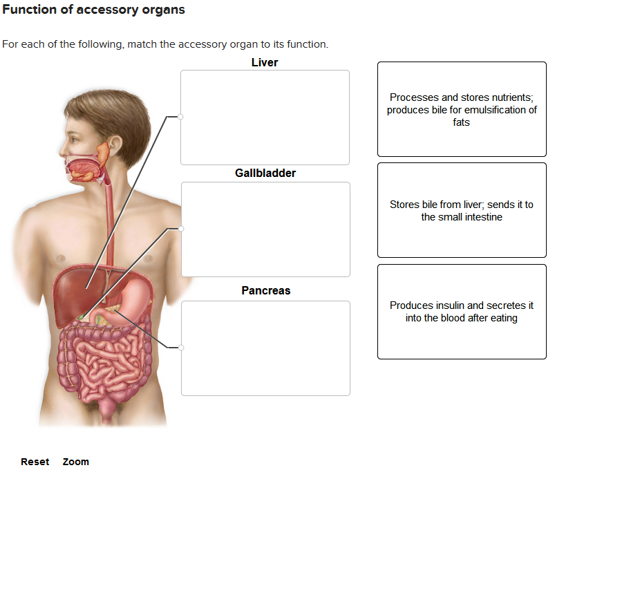 Solved Function of accessory organs For each of the