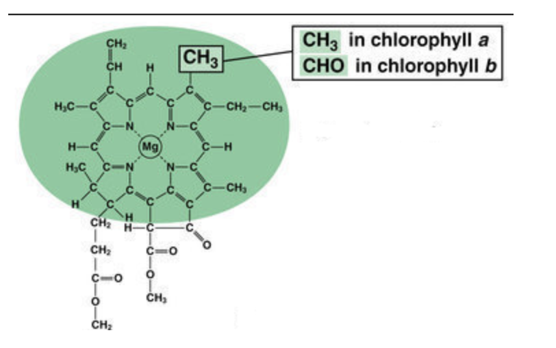 Solved Chlorophyll A And Chlorophyll B Are Pigments That Chegg Com