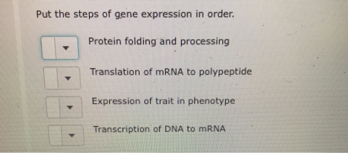 Solved Put the steps of gene expression in order Protein | Chegg.com