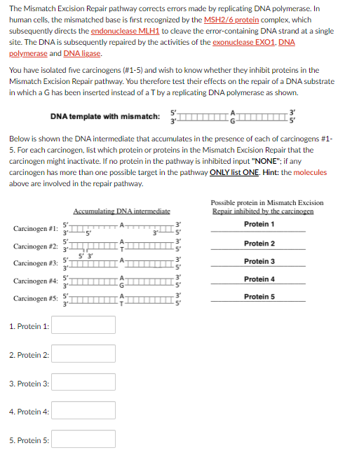 Solved The Mismatch Excision Repair pathway corrects errors | Chegg.com