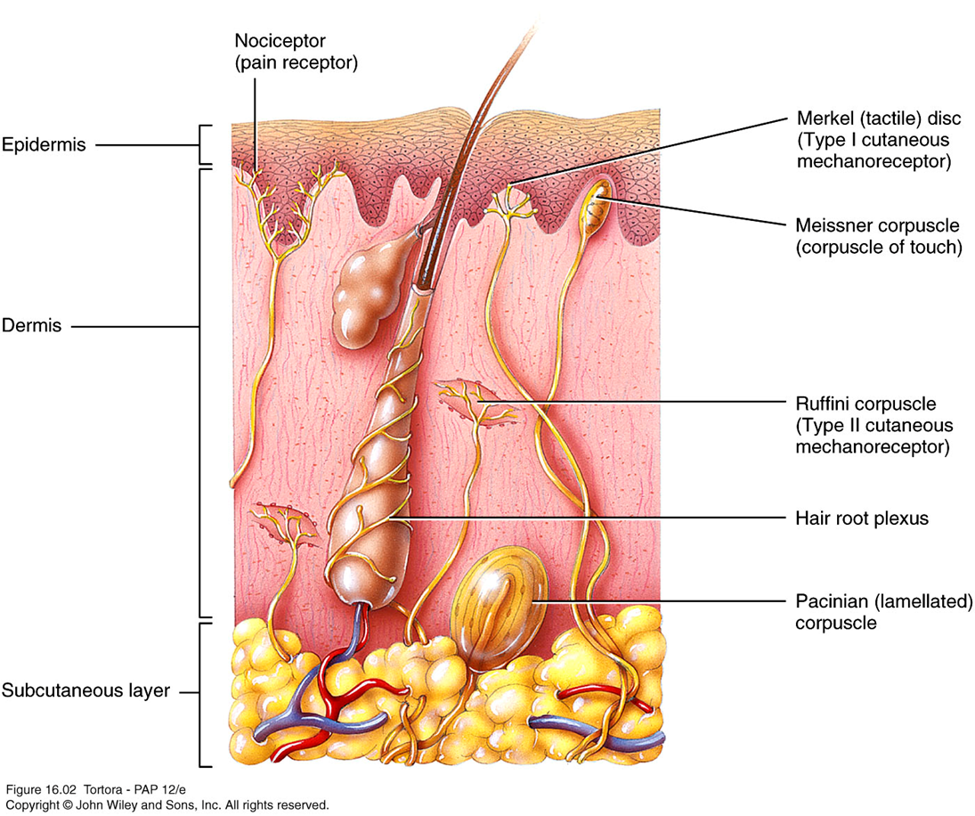 Nervous System Flashcards Chegg Com