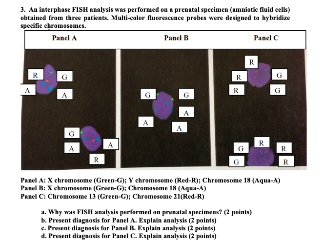 Solved 3. An interphase FISH analysis was performed on a | Chegg.com