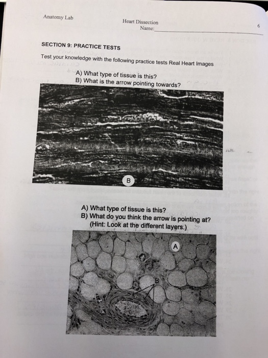 Solved Anatomy Lab Heart Dissection Name SECTION 9