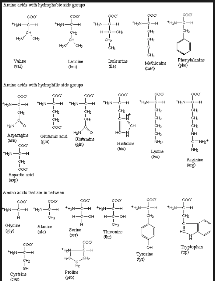 Solved Which of the natural amino acids above contain: A | Chegg.com