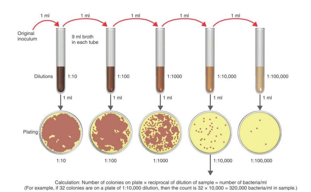 Solved Explain Direct Measurement of Microbial Growth | Chegg.com