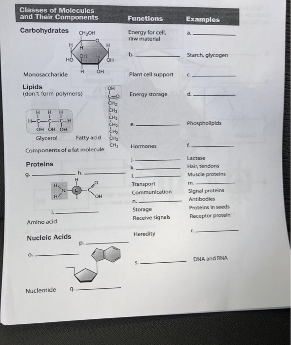 Solved Classes of Molecules and Their Components Functions | Chegg.com