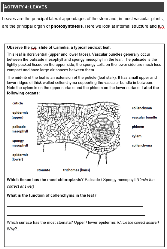 Solved JACTIVITY 4: LEAVES Leaves are the principal lateral | Chegg.com