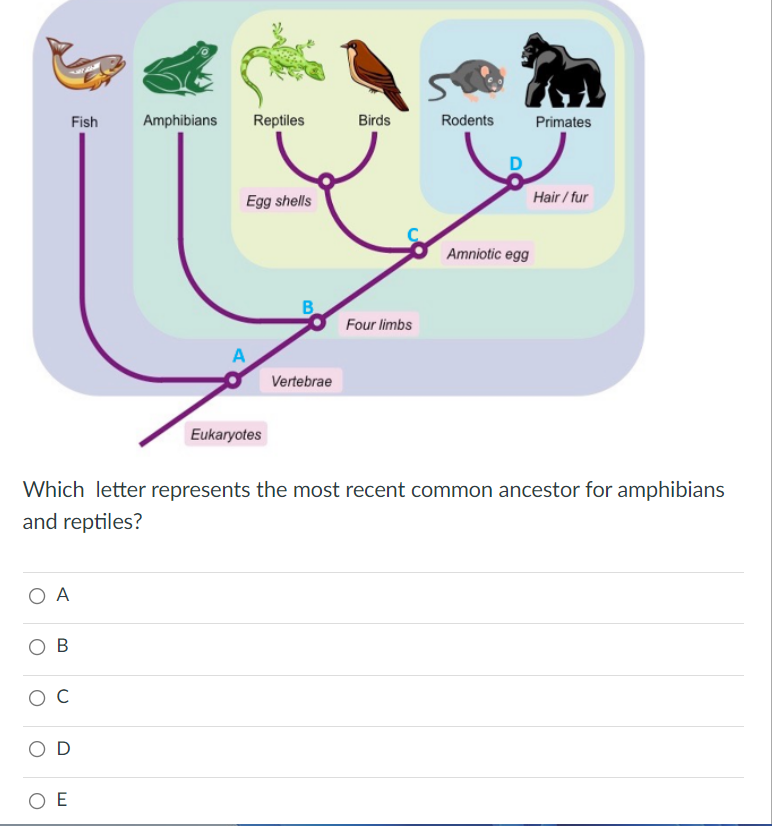 Solved Fish Amphibians Reptiles Birds Rodents Primates Egg | Chegg.com