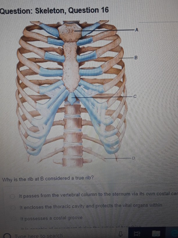 Question: Skeleton, Question 16 Why is the rib at B | Chegg.com