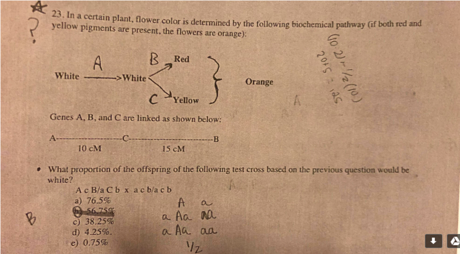 Solved Certain Plant, Flower Color Is Determined By The | Chegg.com