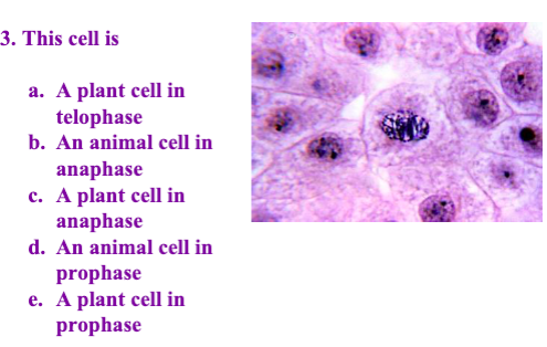 Solved 3. This cell is a. A plant cell in telophase b. An 
