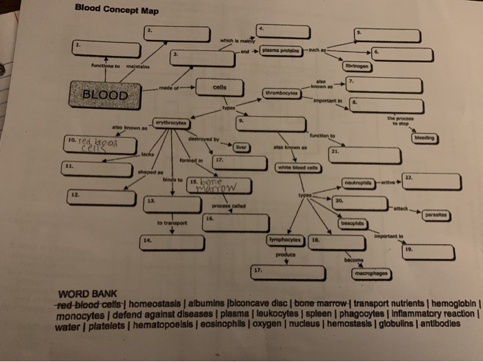 Blood Concept Map Worksheet Answers – States Map