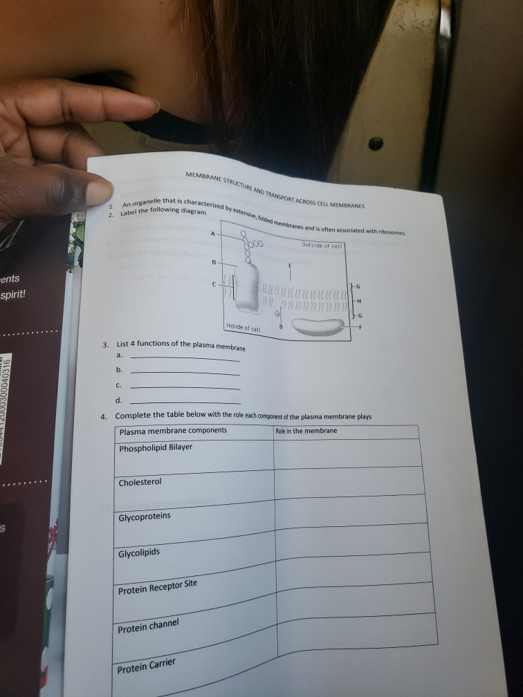 Solved MEMBRANE STRUCTURE AND TRANSPORT ACROSS CELL | Chegg.com
