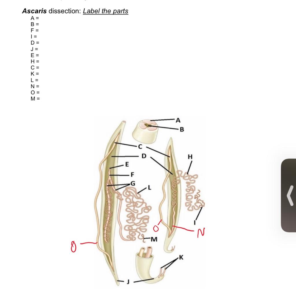 ascaris anatomy diagram