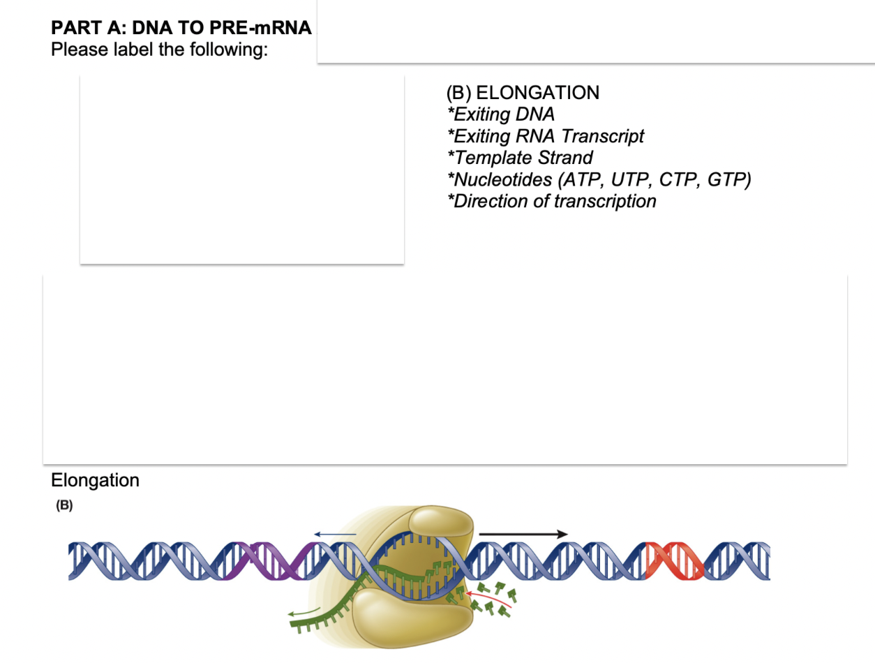 Solved PART A: DNA TO PRE-mRNA Please label the following: | Chegg.com