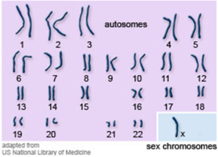 Solved ) ( ( autosomes 1 2. 3 2( )( )( 5 اک )J ل ال ل( ۲) )( | Chegg.com