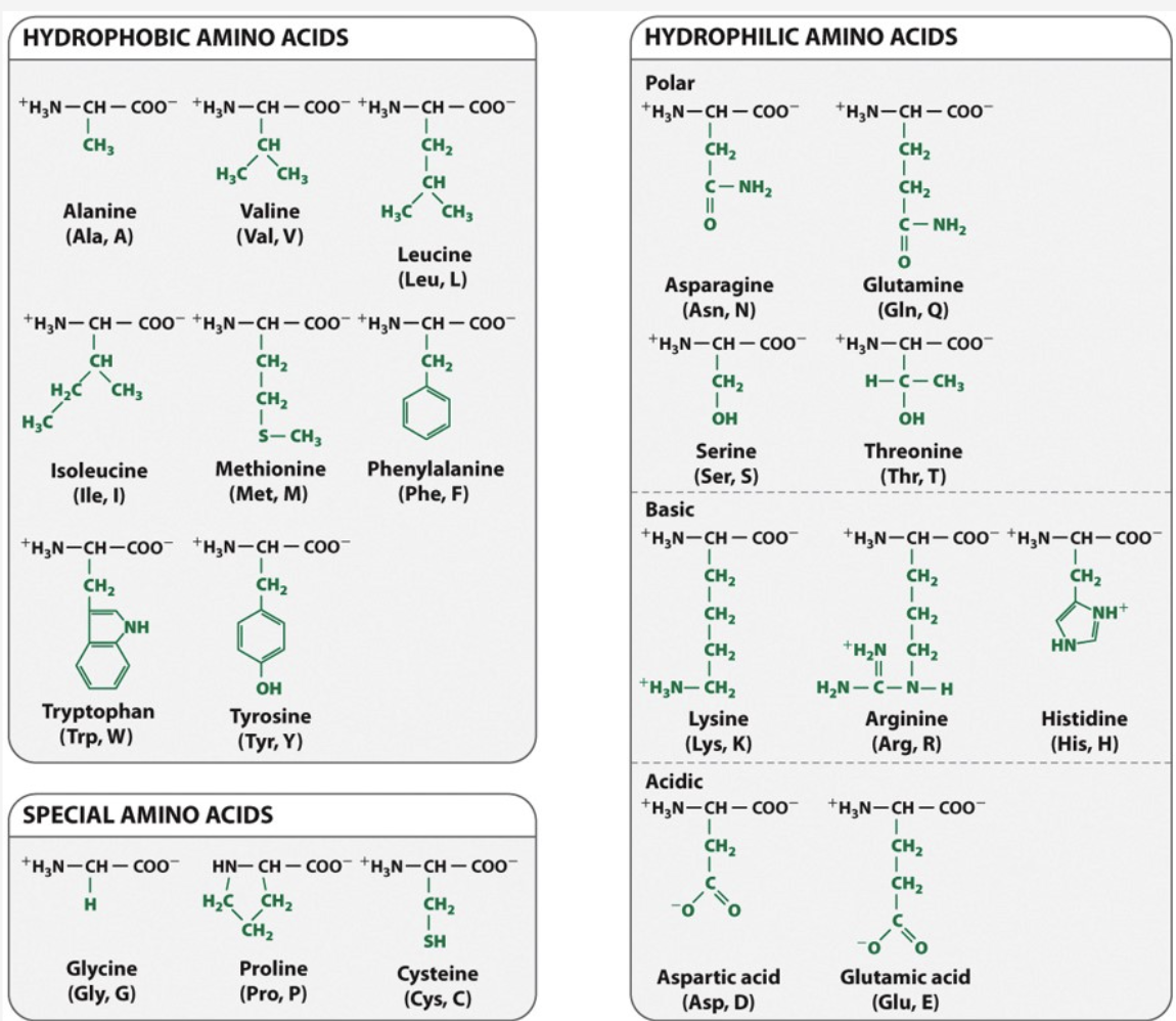 Solved Consider An Enzyme That Has These Three Amino Acids 