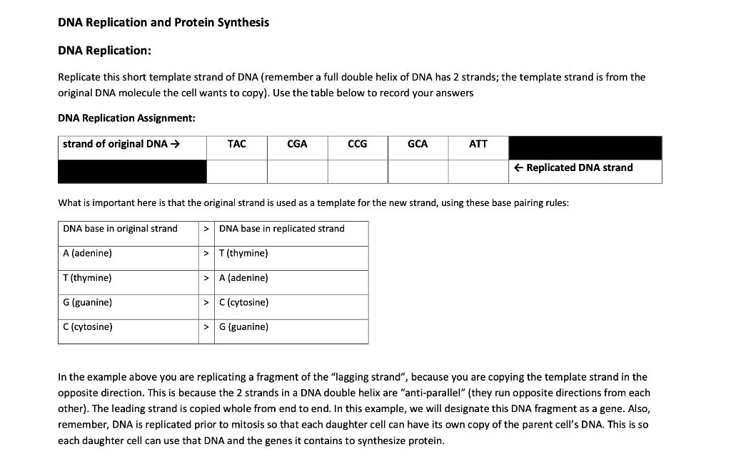 Solved DNA Replication and Protein Synthesis DNA | Chegg.com