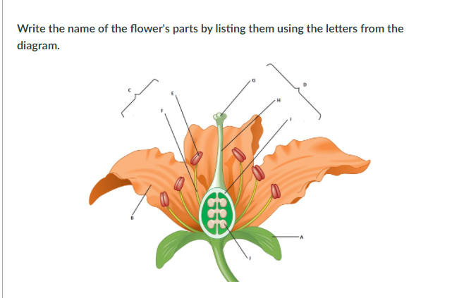 Solved Write the name of the flower's parts by listing them | Chegg.com