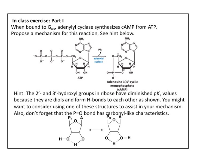 Solved When bound to G_alpha s, adenylyl cyclase synthesizes