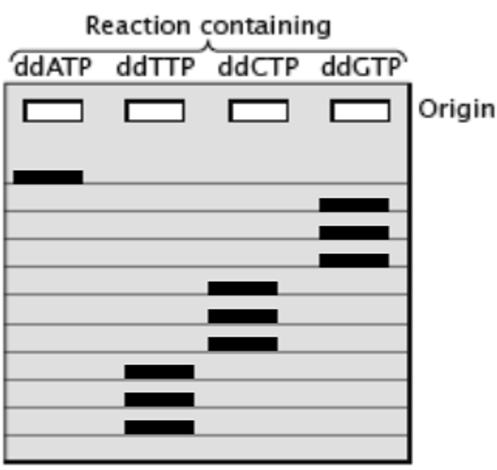 Solved Suppose that you are given a short fragment of DNA to | Chegg.com