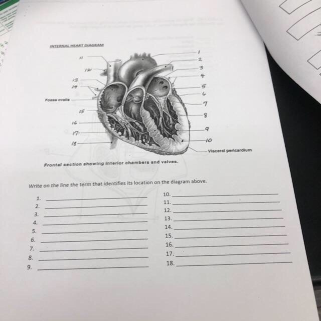 Solved visceral Write on the line the term that identifies
