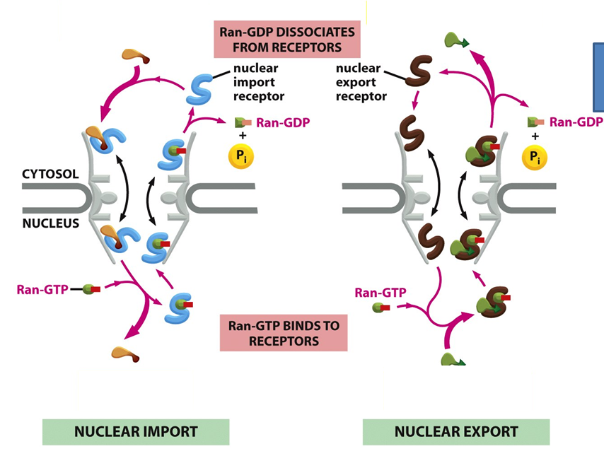 Solved Examine the following nuclear import and export | Chegg.com