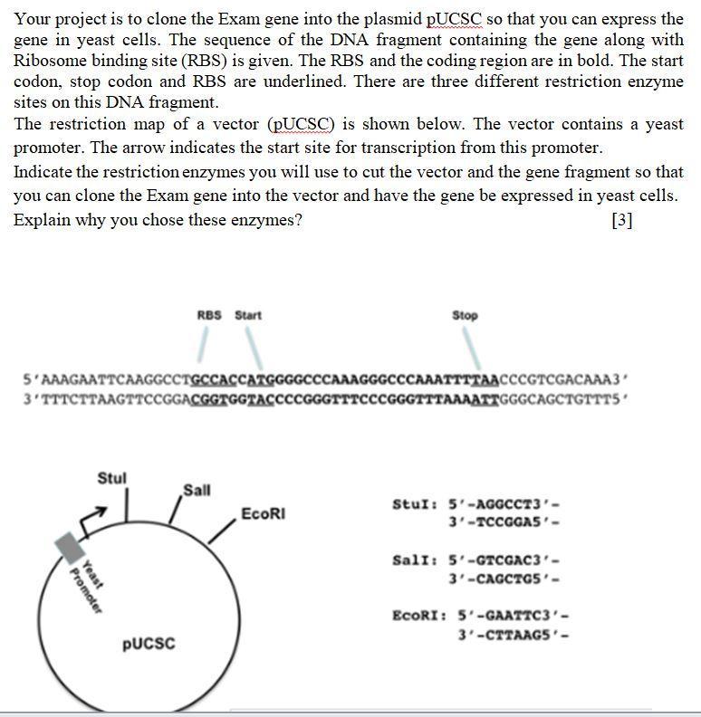 Solved Your project is to clone the Exam gene into the | Chegg.com