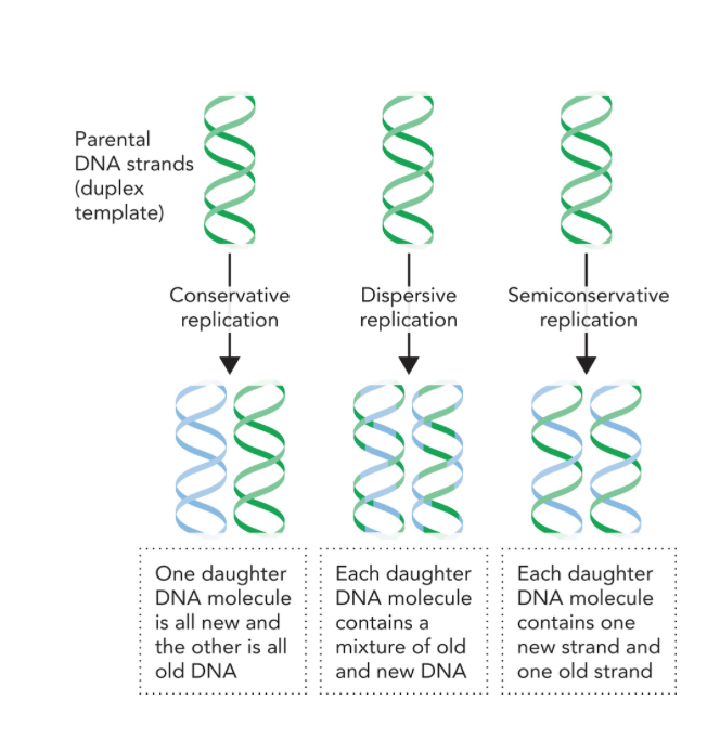 Solved Which Model Of Dna Replication Would Require Nucle Chegg Com