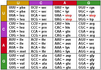 amino acid sequence from mrna