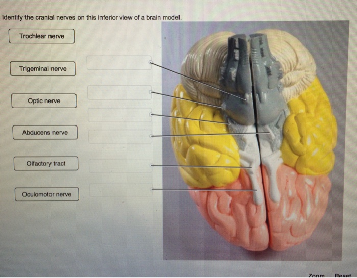 Anatomy And Physiology Archive | March 15, 2018 | Chegg.com