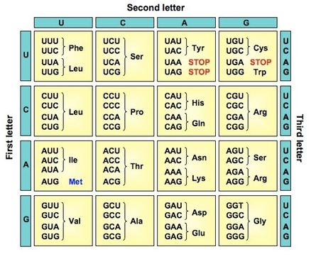 Solved 1, Consider the following sequence of a DNA | Chegg.com