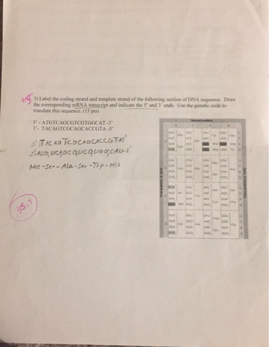 Solved Label the coding strand and template strand of the | Chegg.com