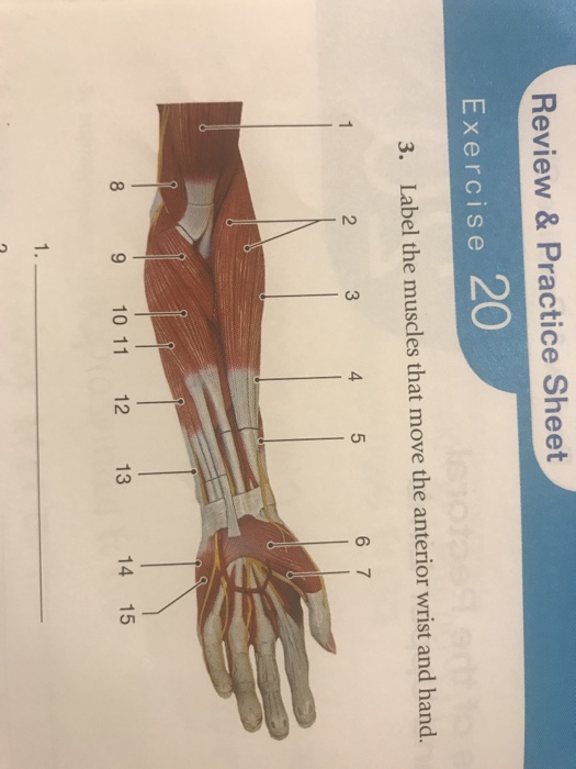 Solved: Review & Practice Sheet Exercise 20 3. Label The M... | Chegg.com