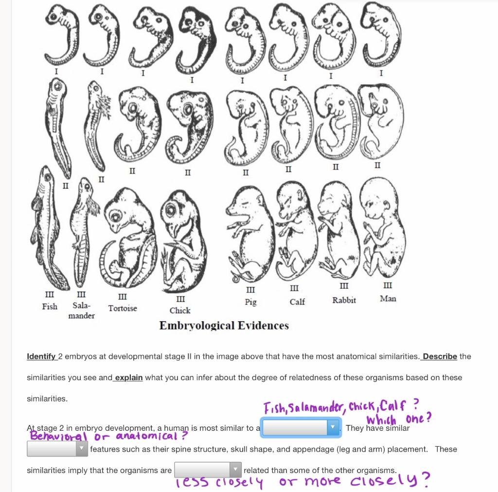 animal fetus development